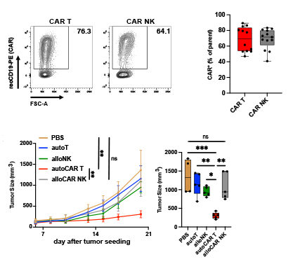 CAR T cells outperform CAR NK cells