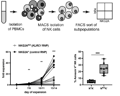 The NK cell checkpoint